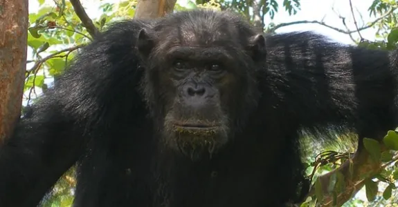 Photo of chimp.