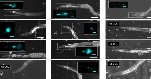 Figure from the paper depicting several worms on left side with various parts of their cellular makeup glowing neon blue, and worms on the right depicted only in black and white.