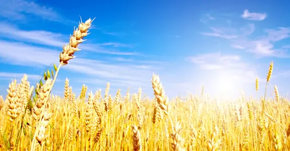Photo of gold wheat underneath a blue sky.