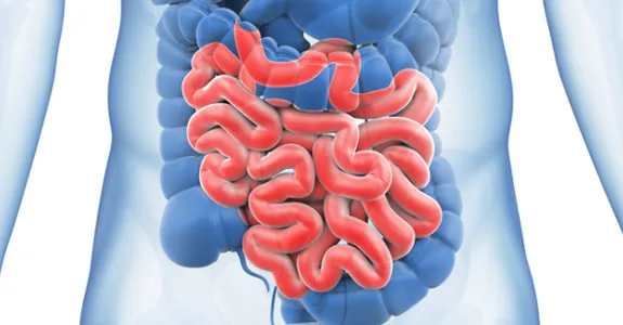 Graphic image of small intestine.