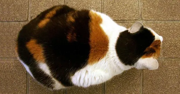 Photo of calico cat.