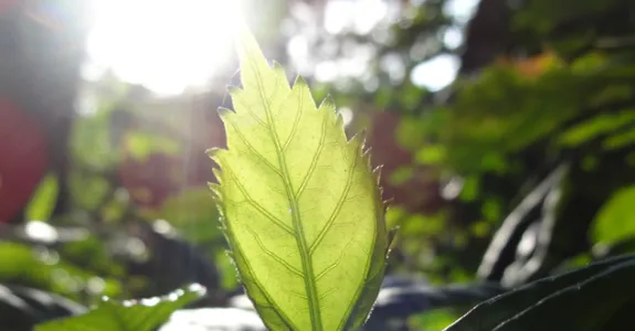 Photo of a leaf with sunlight shining through it from behind.