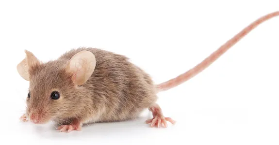 Photo of a small brown mouse on a white background.