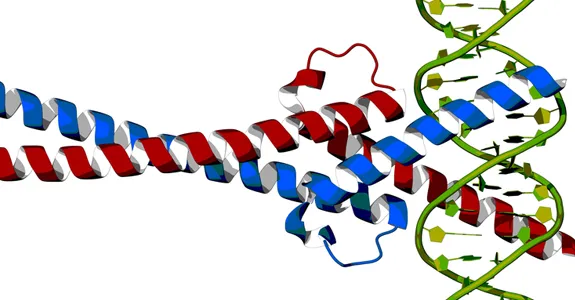 Graphic depiction of myc protein.