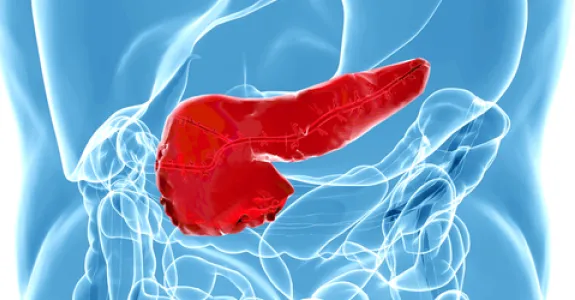 Graphic image of human torso with pancreas colored in red.