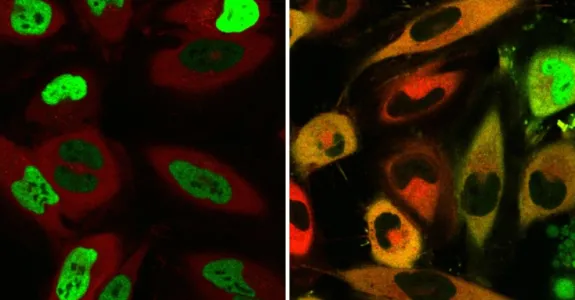 Image showing cells, with left side showing more green glowing cells and the right showing more cells that are not glowing green.