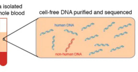 Graphical abstract from Dr. Quake's publication in Cell.