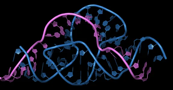 Graphic illustration of intertwined strands of blue and purple DNA and RNA with mutliple curves and contortions.