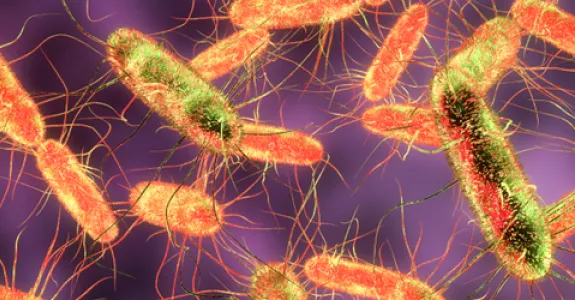 3D graphic illustration of long oval-shaped salmonella bacteria shown in orange and green against a purple background.