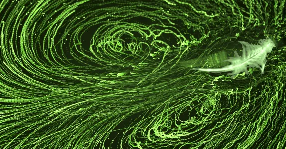 Photo showing lines of trajectory and turbulence behind and around a tiny shrimp, all lit up in green.