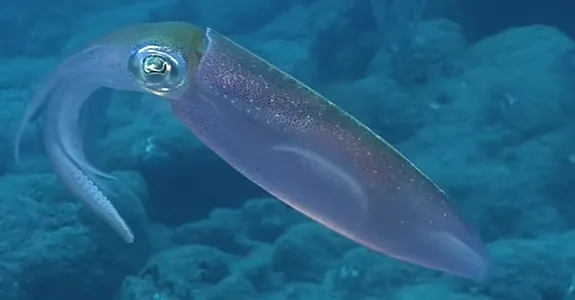 Screenshot of squid in water.