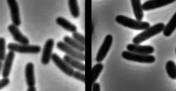 Screenshot of video, showing E. coli bacteria on left with strong membranes, and specimens on the right with weaker membranes, suffering from stressors.