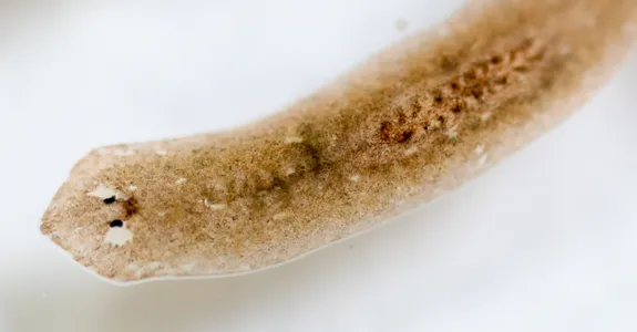 Photo of a planarian flatworm showing characteristic spade-shaped head and brown body.
