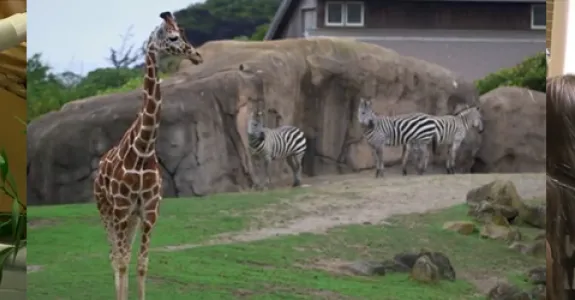 Screenshots from video depicting students' research at the San Francisco zoo.