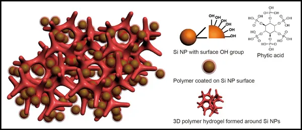 Photo courtesy of Yi Cui: An illustration of a new battery electrode made from a composite of hydrogel and silicon nanoparticles (Si NP). Each Si NP is encapsulated in a conductive polymer surface coating and connected to a three-dimensional hydrogel framework.
