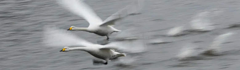 Photo of whooper swans flying.