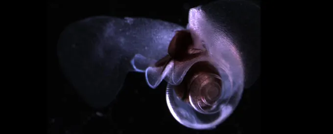 Photo of pelagic pteropod.
