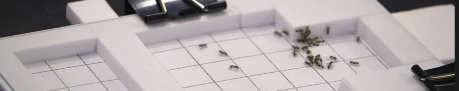 Screenshot of ants exploring.