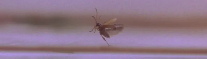 Screenshot from video of beetle moving on water.