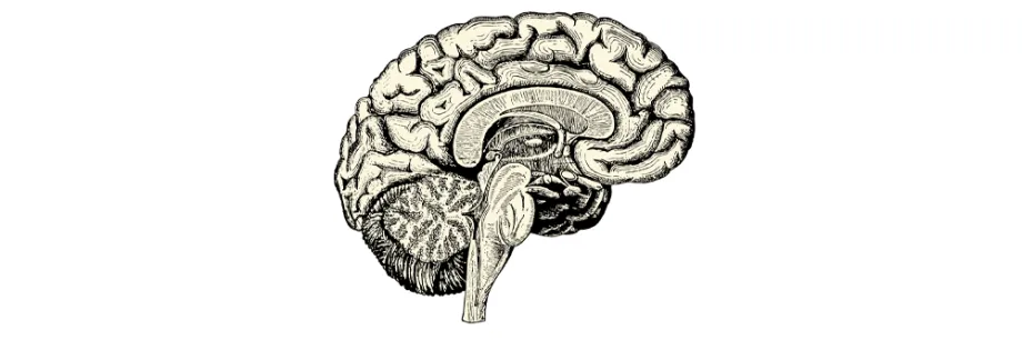 Graphic image of brain.