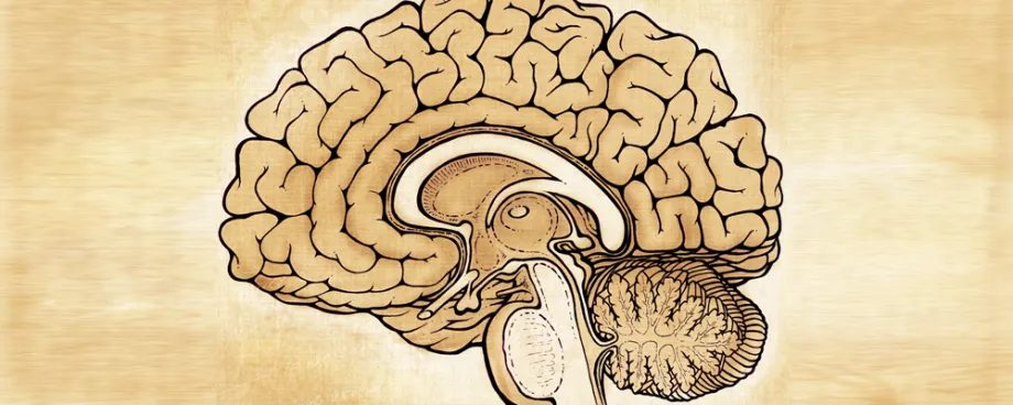 Artistic sketch-style version of a diagram of a brain.