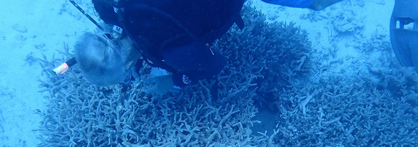 Photo of Dr. Stephen Palumbi underwater examining corals.
