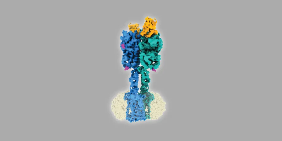 Graphic image of a CryoEM reconstruction of a protein in different colors, on a gray background