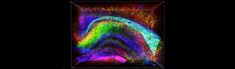 Screenshot from a fly-through video of a rodent brain, courtesy of the Deisseroth lab.