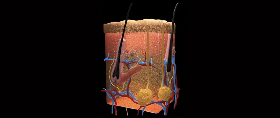 Image showing a cross-section of skin with vessels and hair follicles, showing dye moving through.