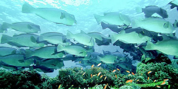 Photo of parrotfish in the Pacific Ocean.