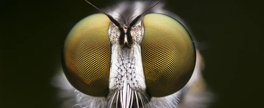 Super close up photo of a fly's compound eyes.