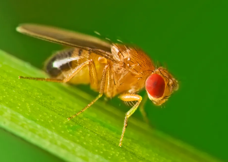 Photo of a fruit fly on a leaf.