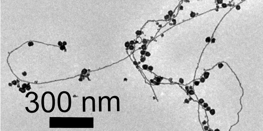 Image of gold nanorods, which show twisting lines with dark dots.