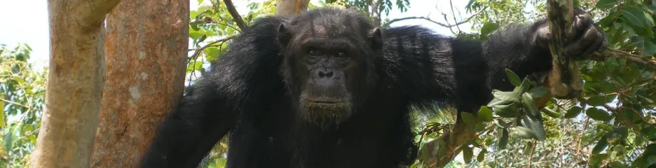Photo of chimp.