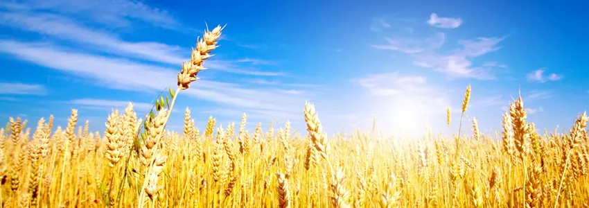 Photo of gold wheat underneath a blue sky.