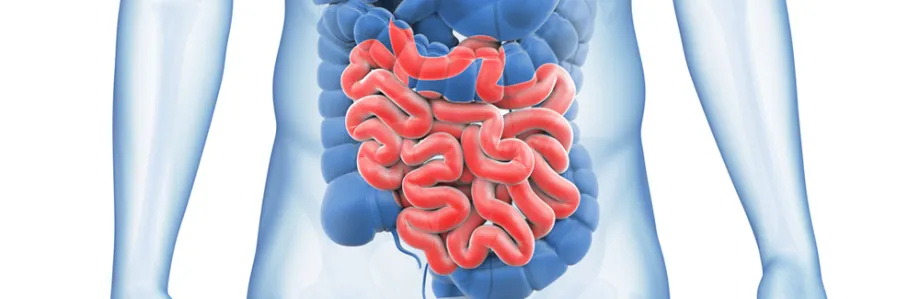 Graphic image of small intestine.