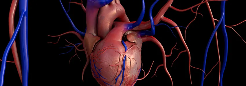 Graphic image of human heart.