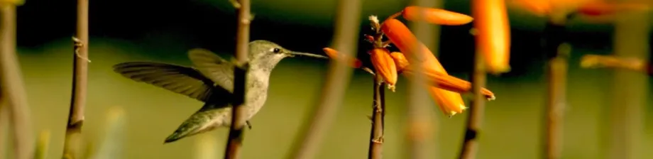 Screenshot of hummingbird flight.