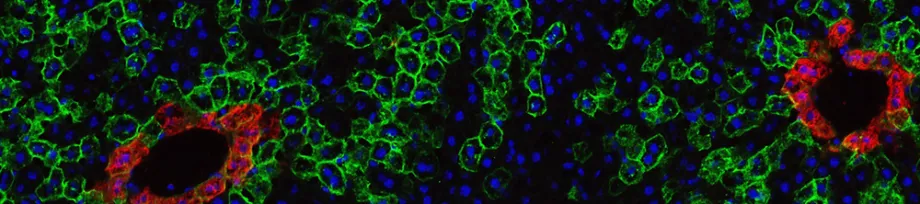 Photo of liver stem cells.