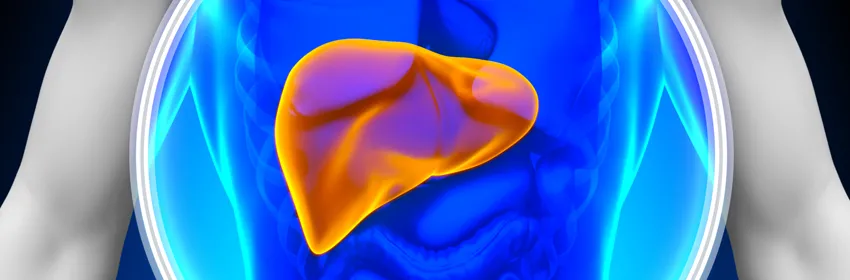 Graphic image of a person's liver, shown highlighted in bright orange as part of a cross-section of a body.