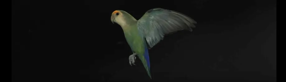 High-speed video reveals how lovebirds keep a clear line of sight during acrobatic flight.