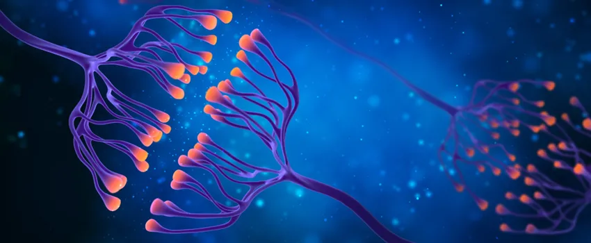 Graphic image depicting synapses in the brain, showing their branches in purple with lit-up orange tips on a blue background.