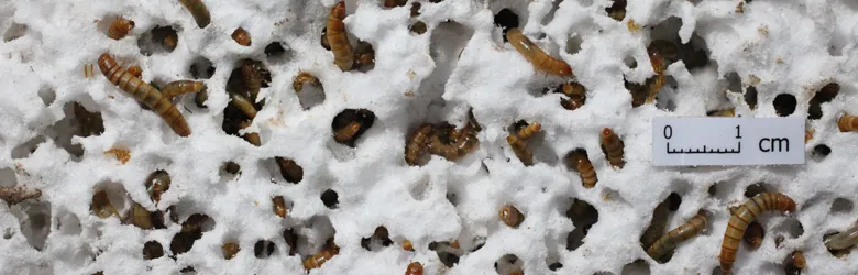 Photo of mealworms in styrofoam.