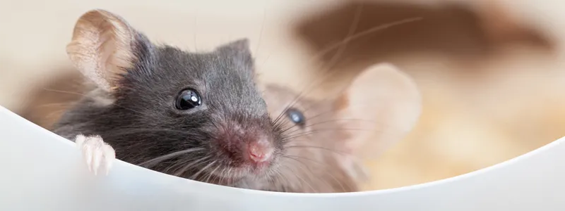 Photo of two mice peering over the edge of a small plastic partition.