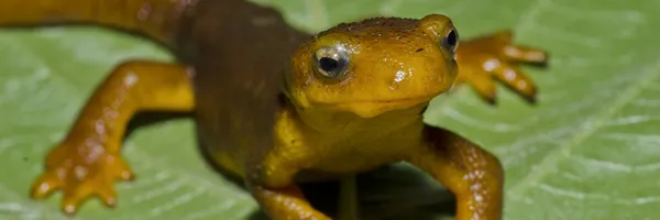Photo of a newt.