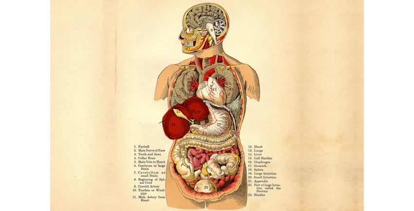 Image of human body organs by William Creswell