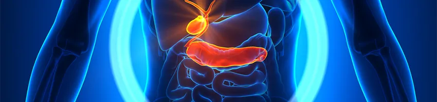 Graphic image of human pancreas.