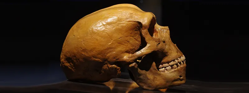 Photo of a humanoid skull resting on a table.