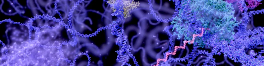 Graphic image of RNA polymerase.