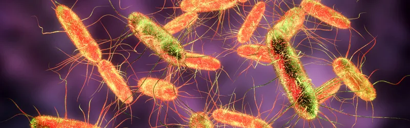 3D graphic illustration of long oval-shaped salmonella bacteria shown in orange and green against a purple background.